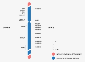 Structure Of Y Chromosome #2383211