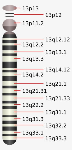 Open - Chromosome 13 Of Gene Slitrk1 #2383246