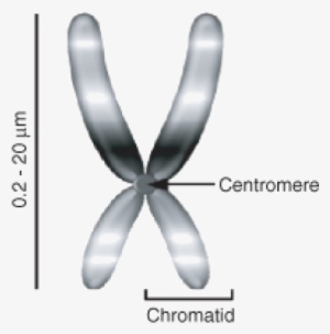 Eukaryotic Chromosomes #2383265