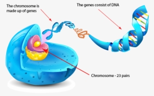 If You Think Of Genetics As The Book Of Life, Then - Gene Are Arranged On Chromosomes #2383304