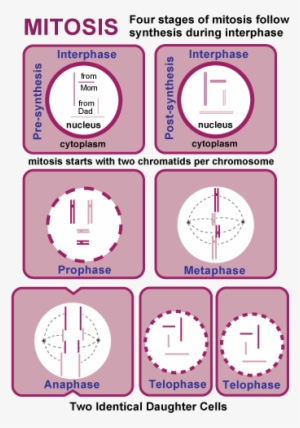 Mitosis Meiosis Review - Chromosomes Double During Interphase #2383365