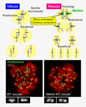 2015 Yoshinori Watanabe - Schematic Of Mitosis And Meiosis #2383406