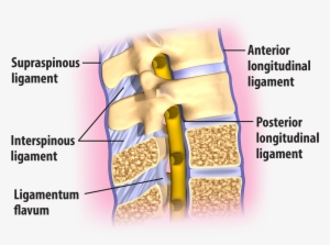 The Lumbar Spinal Ligaments - Diagram #2383409