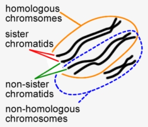 4 Relationships Between Chromosomes And Chromatids - Homologous And Nonhomologous Chromosome #2383425