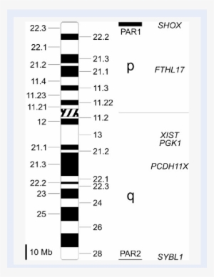 Human X Chromosome With G - Pseudoautosomal Region #2383429
