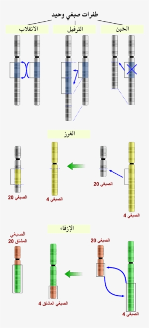 Chromosomal Mutations #2383512