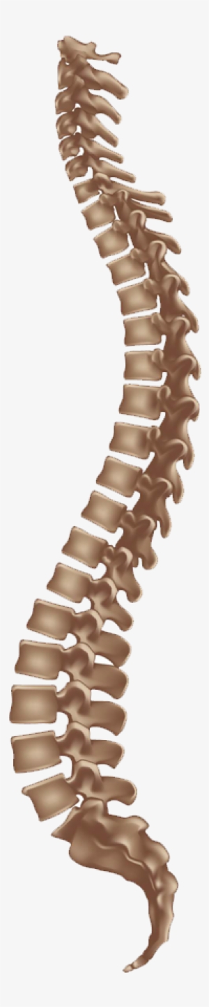 Spine Disorders Are Divided Into - 7 Und 8 Wirbel #2383558