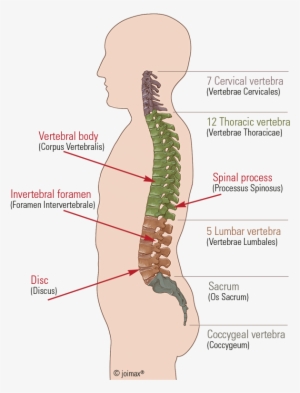 Below, Follow The Sacrum And Coccyx Built Up From A - Diagram #2383628