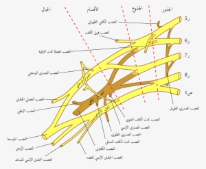 Brachial Plexus 2-2 - Brachial Plexus #2383635