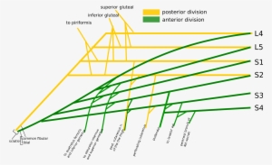 Open - Sacral Plexus Easy Diagram #2383665