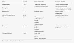 Lumbar Plexus #2383804 Lumbar Plexus #2383804