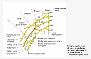 Brachial Plexus On Transparent #2384038