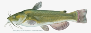 Green Bullhead Catfish #2385636
