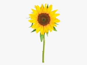Girasol2 - Tagalog Name Of Sunflower #2387089