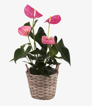 Anthurium Rosa - Plants #2387161