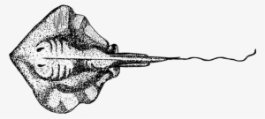 Ray Fish Animal Biology Ichthyology Zoolog - Sting Ray Drawing #2390766