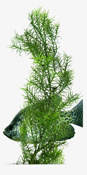 A Proven Fish Magnet - Aquarium Weed #2393418