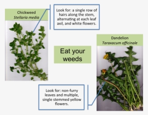 Eat Your Weeds #2393568