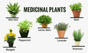 Medicinal Plants In Kerala #2393623