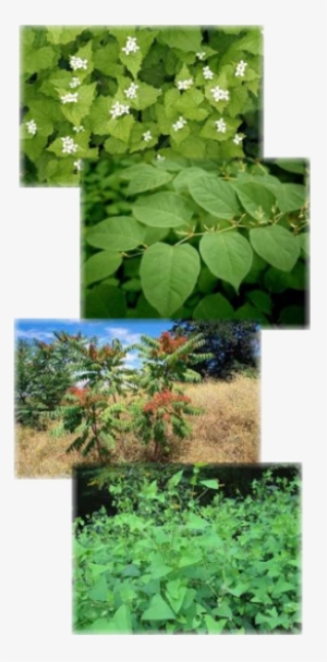 Pictured From Top To Bottom - Mile A Minute Vine #2393666