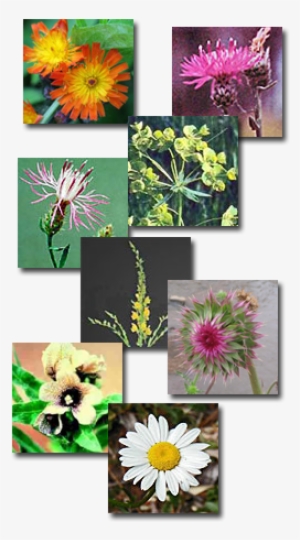 Coalition For The Upper South Platte Weed Reporting - Cannabis #2393743