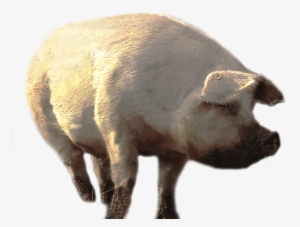 Free Png Dirty Pig Walking Png Images Transparent - Portable Network Graphics #2395233