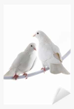 White #2396181