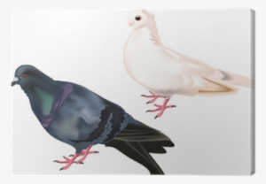 Cuadro En Lienzo Palomas Blancas Y Negras Aisladas - White #2396302