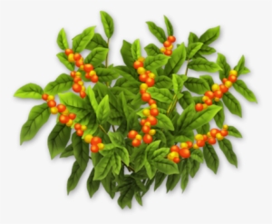 Coffee Bush Harvest 3 - Bird's Eye Chili #2396741