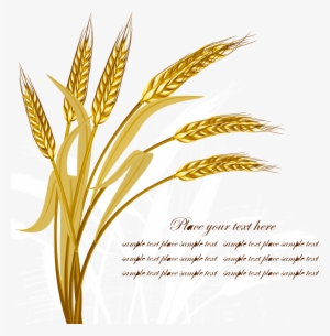 Wheat Crop Golden Transprent - Wheat Vector #2397324 Wheat Crop Golden Transprent - Wheat Vector #2397324