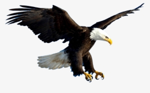 Aguila - Eagle Flying Psd #2398507