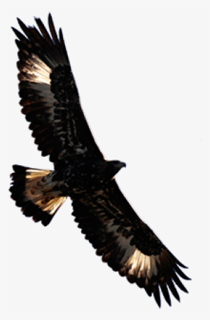 Aguila Volando Png - Aguila Imperial Iberica Png #2398527