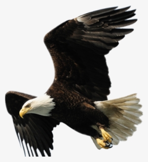 Aguila De La Universidad Tecnologica #2398558