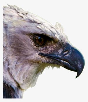 El Águila Harpía Es El Ave Rapaz Más Grande Y Poderosa - Aguila Arpia Panama Png #2398685