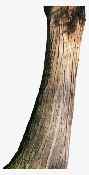 Png Tree Trunk Transparent Tree Trunk - Tree Trunk Png #2399317