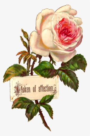 Antique Images Printable White Rose Label Design Blank - Blank Rose #240317