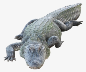 Crocodile Png #240363
