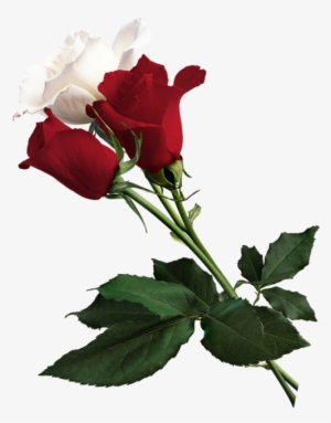 White Rose Clipart Red Rose - White And Red Rose Png #240651
