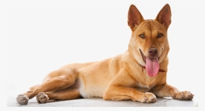 At Lanta Animal Welfare We Believe Passionately That - Animal That Protect Us #240840