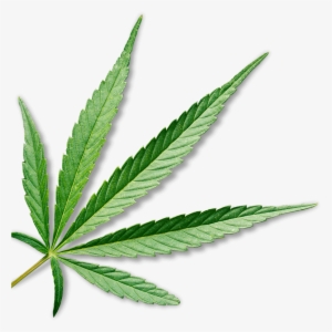 Marijuana - Cannabis Leaf Transparent Background #240914