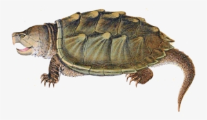 Snapping Turtle Png Image - Snapping Turtle Png #241477