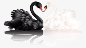 Swan Png #241518
