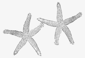 Starfish Vector Black And White - White Starfish Clip Art #241696
