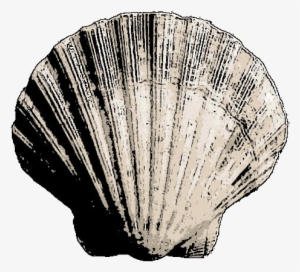 Bivalve Sea Shell - Sea Shell #241810