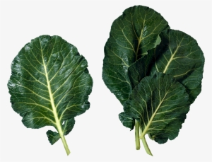 Lettuce Clipart Collard Greens - Collard Greens #241845
