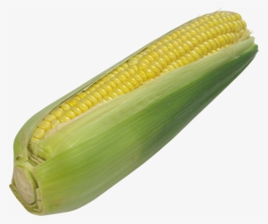 Free Png Corn Png Images Transparent - Transparent Corn #241868