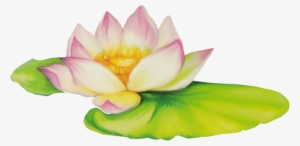 Nelumbo Nucifera Flor De Dibujo Clip Art - Flor De Loto Dibujo #242094