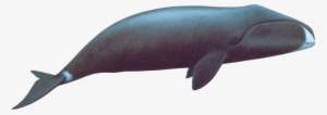 Bowhead Whale - Whale Transparent #242433