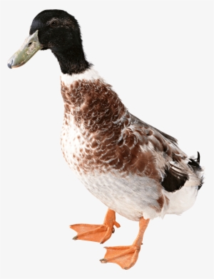Killzone Clipart Duck - Duck Png #242585