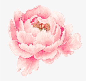 This Graphics Is Pink Peony Flower Transparent Png - 牡丹 水彩 #243848 This Graphics Is Pink Peony Flower Transparent Png - 牡丹 水彩 #243848